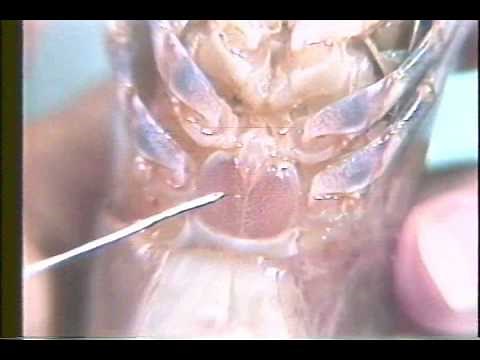 Biology and Ecology of Penaeus monodon [1/2]