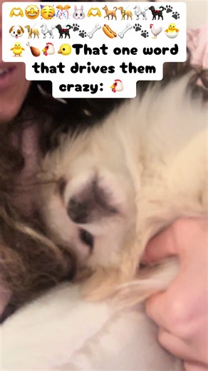 #pomeranian #pekingese #cutepuppy #funnydog #mixbreed