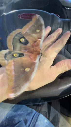 Beautiful Polyphemus Moth🤍 #bigmoth #polyphemusmoth #trucking #nightshift #thelittlethings #prettymoth