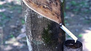 Rubber trees whose rubber sap is being extracted to be processed and made into synthetic rubber and other industrial needs, Close up of rubber tree with diagonal cuts incision during for rubber tree s