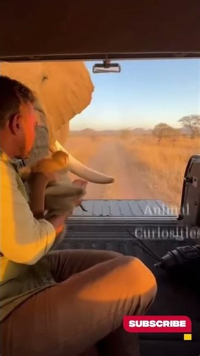 Elephant Helps a Baby Monkey Escape Danger and Guides It Into a Jeep 🐘🐒🚙