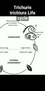Life cycle of Trichuris trichiura | Life cycle of whip worm| #logicmedico