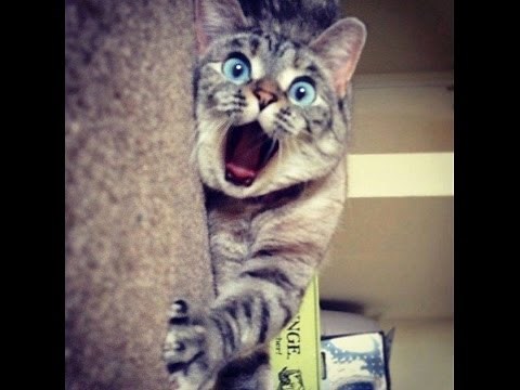 Hauskat Kissat Lokakuu 2016 - Funny Cats October 2016