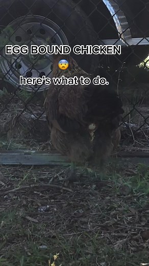 Dealing with an Egg Bound Chicken: Tips and Tricks