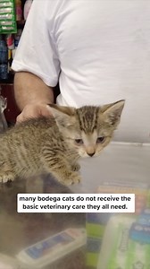 Bodega Cats on Reels