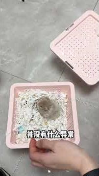 Transform Blame with a Golden Thread Bear – A Mind-Blowing Prop Trick