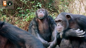 ~ Sunday Science: Self-recognition ~ Chimpanzees are one of multiple species (including humans) who recognise their own reflection 🐵 Scientists say that this shows "conscience of self" and indicates a higher level of intelligence! 🧐 Each chimp has their own routine when inspecting their reflection in a mirror: Missy jumps and claps her hands, whilst Moucky pulls faces and sticks out her tongue! Leonie turns her bottom lip inside out, and Sam seems very proud of his athletique physique (and rig