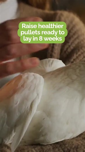 Why does choosing Georgia-raised pullets matter for your flock? Because local pullets come with the care and attention only a nearby farm can provide: - Raised from day-old chicks with consistent heat and nutrition - Transitioned smoothly from brooder phase to outdoor pens - Ready to start laying fresh eggs in as little as 8 weeks Supporting local means healthier birds and tastier eggs for your family. Have you noticed a difference with locally raised pullets in your flock? Share your experience