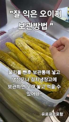 (유료광고포함) 잘 익은 오이지 보관방법 #한식 #오이#오이지#통#누름통#저장#보관