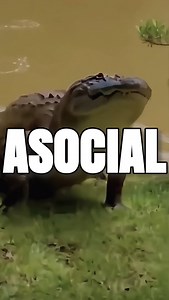 La energía no miente ↓ 🔥 Sí, puedes ser buena persona, gracioso, incluso alguien en quien otros confían… y aun así sentir que no encajas. No pasa nada, no tienes que forzarlo. 💡 En el mundo digital es igual: no necesitas fingir ser extrovertido, ni mostrar tu vida en cámara, ni seguir todas las tendencias absurdas solo para llamar la atención. 🥷 Una marca sin rostro te permite construir bajo tus propias reglas, con un sistema que trabaja por ti y que conecta con la gente adecuada… sin necesid