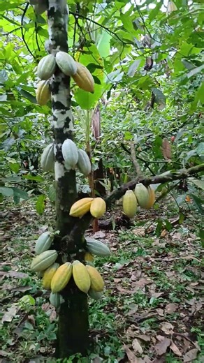 Discover the power of agroforestry:our proven approach to restoring ecosystems, boosting crop yields