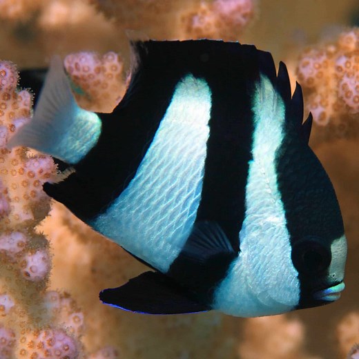 Damselfish for sale