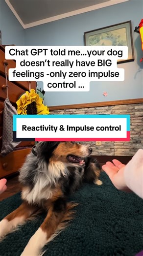 Teaching Neutrality and Impulse Control to Herding Breeds
