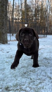 213K views · 31K reactions | Everyone needs a lab in their life 癩 •...