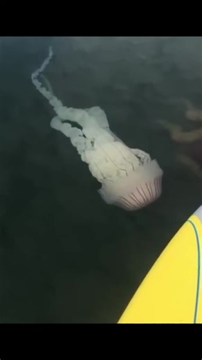 Understanding the Invasion of Jellyfish in Oceans