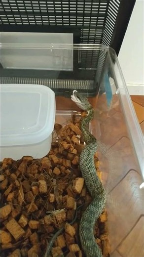 わが家のアオダイショウ【捕食シーン】
