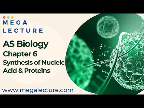 AS Biology - Chapter 6 - Nucleic Acid and Protein Synthesis - Synthesis of Proteins - Nucleic Acid
