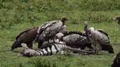 Vultures Eating zebra carcass, Tanzania