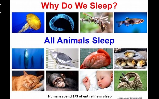 腺苷及其相关代谢物质在睡眠觉醒调控中的重要角色