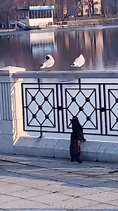 28K views · 120 reactions | seagull vs cat 1-0 unknown and don't turn the sound on..music is rather annoying ;-) | Roar Wildlife News | Facebook