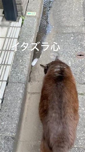 流れてくる水にイタズラ心になるレン君😓 #ベンガル猫 #猫のいる暮らし #猫