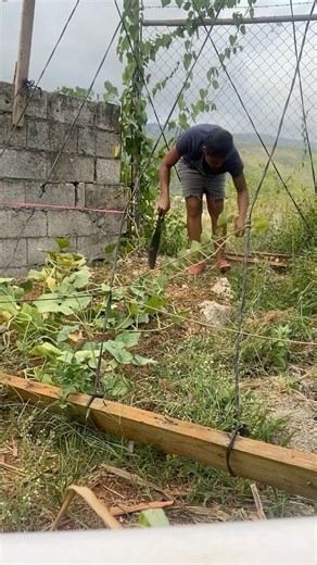 Pumpkin Patch Cleanup