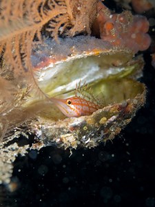 Longnose hawkfish care guide: size, feeding, & reef safe