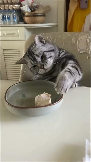 Котик тренирует двуногого - Смешные видео