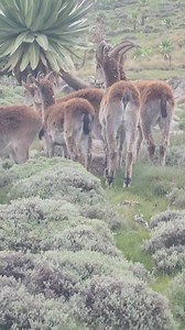 የፈተና አስፈጻሚዎች ዋልያዎቹን በቅርብ ርቀት ሲመለከቱ | Debark University /ደባርቅ ዩኒቨርሲቲ/official