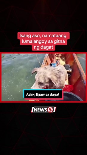 Aso sa Dagat: Pagsasama ng Mangingisda at Aso