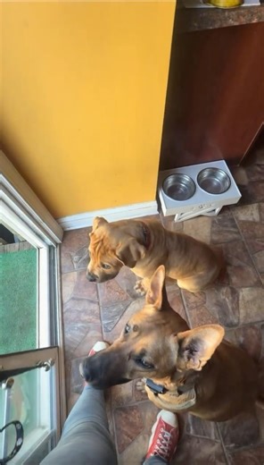 18 weeks old. Boerboel. Clear doorway manners.