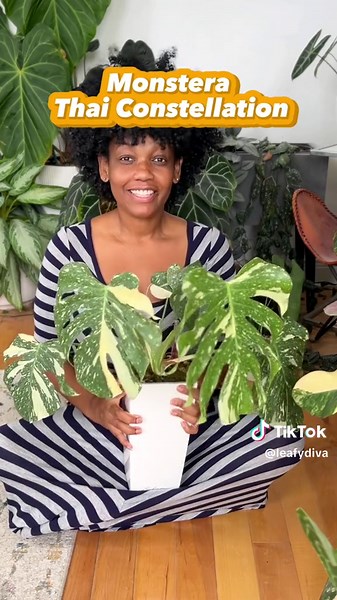 Here are three variegated plants in my collection that give me the least amount of issues. When it comes to maintaining variegation, they do it all by themselves…I appreciate that! 😌 Also, I almost became a Monstera Albo person. I remember when I didn’t like Thai Constellations and was willing to do the work to keep an Albo variegated. My taste has since shifted and now I’m team Thai! 😆🪴🌿 #P#Plantsp#planttokplantsoftiktok #monsterathaiconstellation #syngoniumalbo #philodendronstrawberryshake