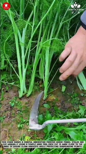 Fennel Harvest: Manual Base Cutting for Clean Collection