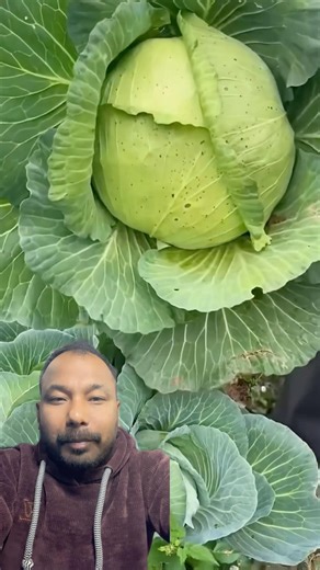 Cabbage Cutting Skill #cabbage #cabbagecuttingskill #cuttingskills