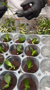25K views · 2K reactions | Orkide Fidesi Dikimi, Planting Orchids...