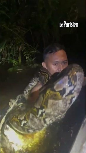 A giant python strangles a guide who was trying to catch it.
