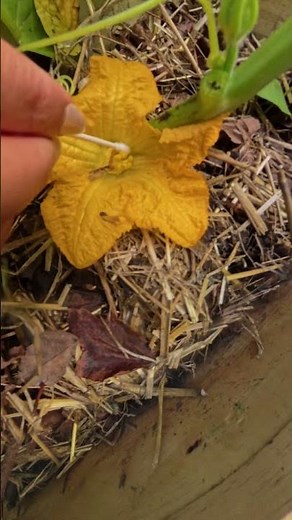No Bees? No Problem! 🍂 Hand Pollinating Pumpkins for Bigger Harvests! 🎃