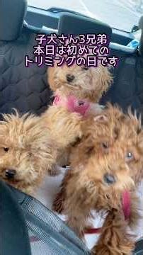 子犬3兄弟初めてのトリミング#トイプードル #toypoodle