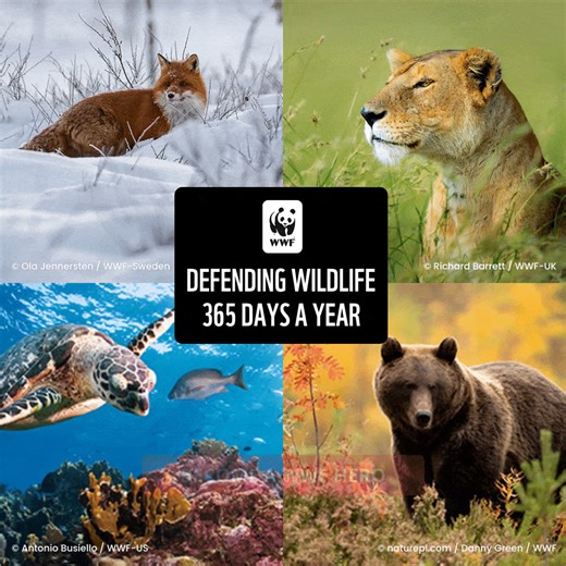 We cannot afford to fail in our mission to save our living planet. Help WWF protect animals against the most pressing threats to their habitats. | World Wildlife Fund