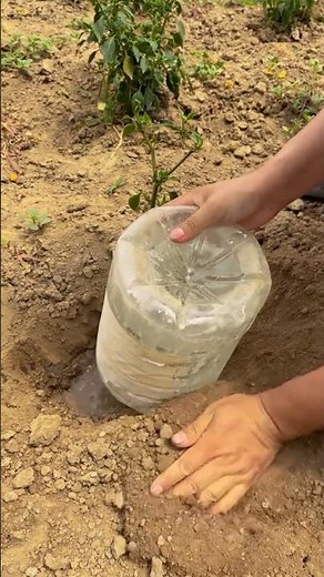 Creative Drip Irrigation Ideas #farmingtech ‪@HappyFarm85‬