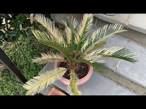 Sago Palm With Cold Damage
