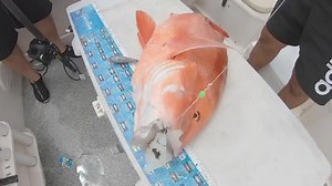 52K views · 813 reactions | This was quite possibly one of our best...