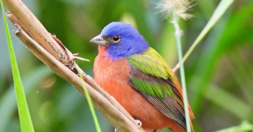 The 10 Most Colorful Birds in Florida