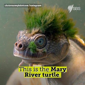Australia is rallying around this punk turtle that breathes through its genitals. | SBS Australia