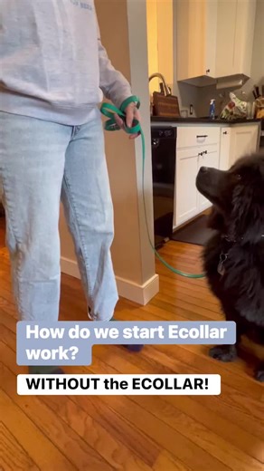 Have you ever felt an e-collar? 🫣 Most people haven’t, and understanding pressure is key to clear, confident dog training. We teach dogs how to turn pressure off, giving them knowledge, control, and confidence. 💪 That clarity builds resilience, helps dogs recover faster from stress, and strengthens communication. Dogs already understand the leash. For many, this is the first time they learn how to move with zero pressure, and creating calmer walks and a stronger team dynamics. Take your time b