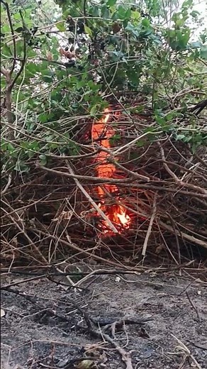 eliminating this invasive lantana plant in my farm.