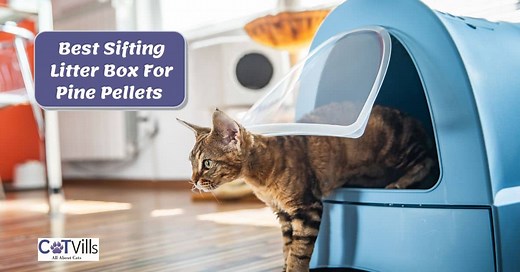 9 Best Sifting Litter Box For Pine Pellets