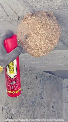 Treating wasp nests with household insecticide: looks easy but extremely risky
