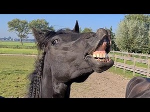 While riding we are distracted by Queen👑Uniek the stallion... Friesian horses