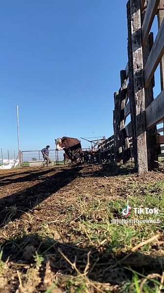 Cow Handling Techniques on a Rural Farm